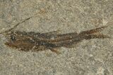 Oligocene Fossil Fish (Eomyctophum & Polyipnus) Plate - Poland #320584-1